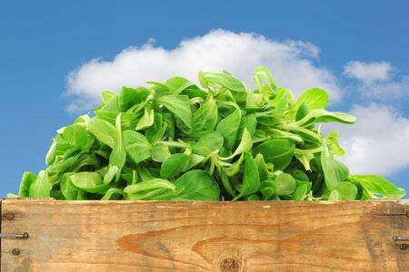 fresh corn salad in a wooden crate against a blue sky with cloudsの写真素材