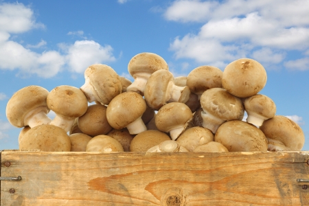 brown champignon mushrooms in a wooden crate against a blue sky with cloudsの写真素材