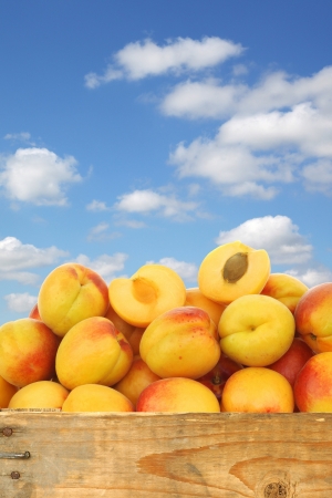 fresh colorful apricots and a cut one in a wooden crate against a blue sky with cloudsの写真素材