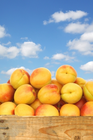 fresh colorful apricots in a wooden crate against a blue sky with cloudsの写真素材