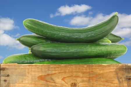 fresh cucumbers in a wooden crate against a blue sky with cloudsの写真素材