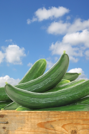 fresh cucumbers in a wooden crate against a blue sky with cloudsの写真素材