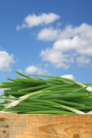 bunch of green onions in a wooden crate against a blue sky with cloudsの写真素材