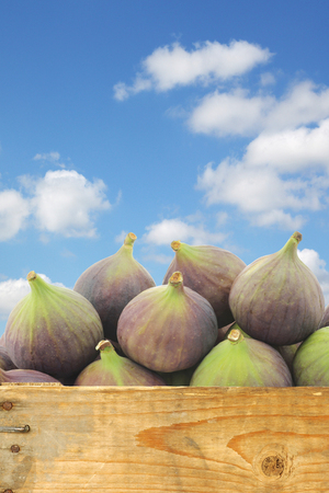fresh figs  Ficus carica  in a wooden crate against a blue sky with cloudsの写真素材