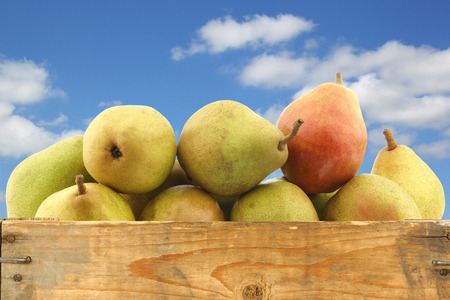 fresh  doyenne de comice  pears in a wooden crate against a blue sky with cloudsの写真素材