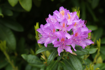flowering rhododendron against foliageの写真素材