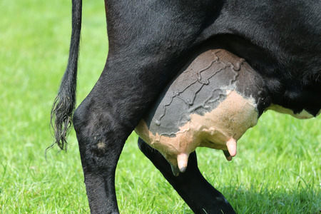 Close up of the udder of a dutch dairy cowの写真素材