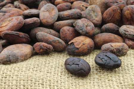 Dried cocoa beans and some peeled ones on a burlap clothの写真素材