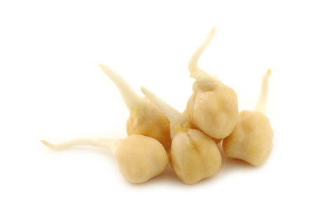 sprouted chick peas on a white backgroundの写真素材