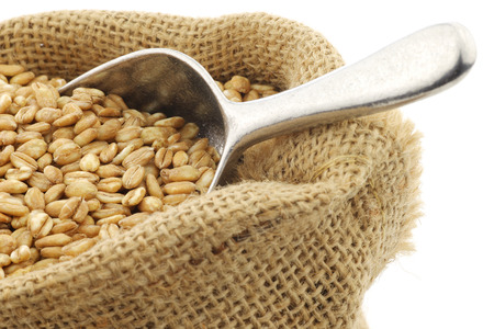 farro grain in a burlap bag with an aluminum scoop on a white backgroundの写真素材