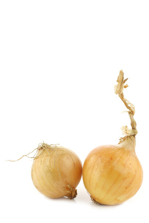 two fresh onions on a white backgroundの写真素材