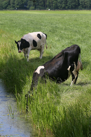 Thirsty dairy cows drinking water out of a ditchの写真素材