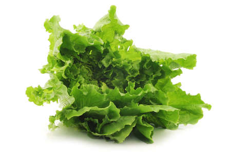 fresh endive on a white backgroundの写真素材