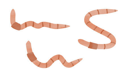 Simple earthworm watercolor hand drawn painting isolated on white background. Garden earthworm clipart. Earthworm vector design illustration. Garden creature clipart cartoonのイラスト素材