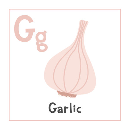 Garlic clipart. Garlic vector illustration cartoon flat style. Vegetables start with letter G. Vegetable alphabet card. Learning letter G card. Kids education. Cute garlic vectorのイラスト素材