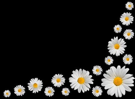 Osteospermum - Arranged Bunch of White Daisies with Yellow Center Isolated on Black Backgroundの写真素材
