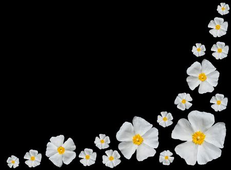Rose Alba - Bunch of Closeup on Beautiful White Roses Isolated on Black Backgroundの写真素材