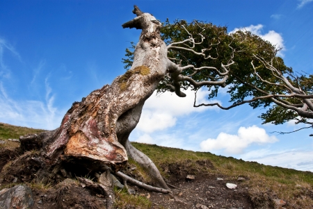 Naked roots on a very old tree against blue sky on a sunny dayの写真素材