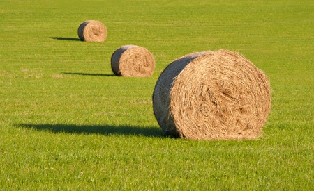 Three round hay bales in a row on a field covered with green grass with shadowの写真素材