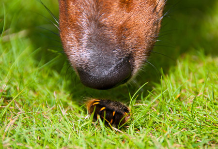 Closeup on Curious Dog's Nose Sniffing Furry Fiend Wormの写真素材