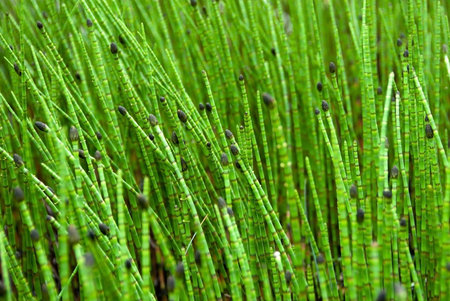 Closeup on Green Grass Sticks in Wetlands. Green Swamp Vegetation Background. Shallow Focusの写真素材