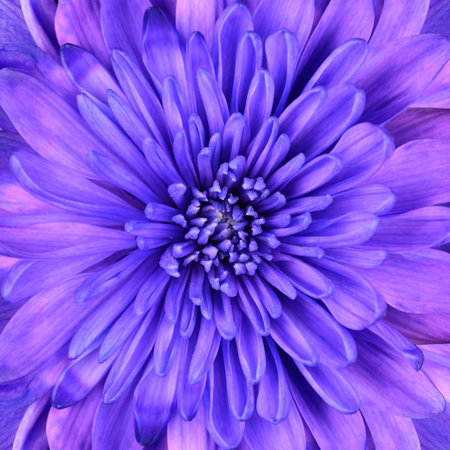 Detail of Blue Chrysanthemum Flower Head Closeup Backgroundの写真素材