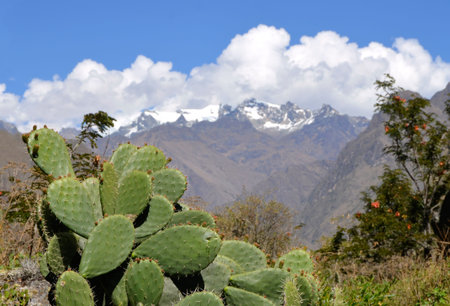 Green Flat Cactus with Snow Moutains and blue sky with clouds in the backgroundの写真素材
