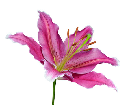 Pink Lily Flower on a Green Stick Isolated on White Backgroundの写真素材