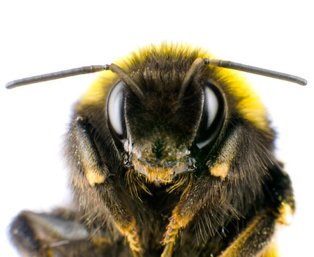 Ultra Macro of Bumblebee Head with Antennas Isolated on White Backgroundの写真素材