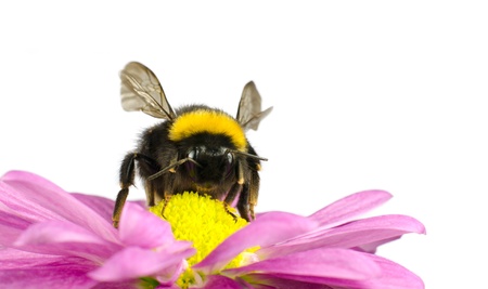 Bumblebee pollinating on Pink Daisy Flower Isolated on White Backgroundの写真素材