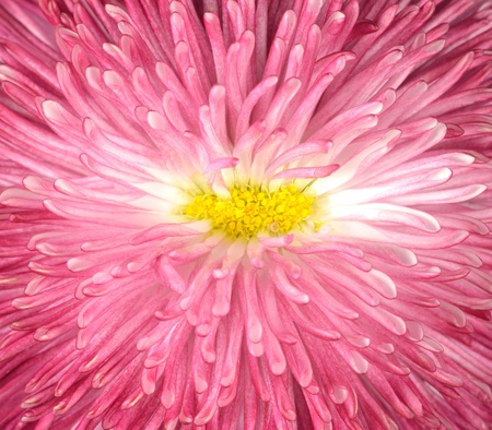 Pink Daisy Flower with Yellow Center Isolated  Bellis perennis - English Daisy - Asteraceae Macroの写真素材