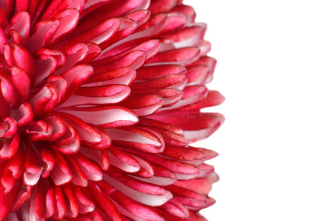 Details of Red Daisy Flower Petals  Isolated on White Background  Bellis perennis - English Daisy - Asteraceae Macroの写真素材