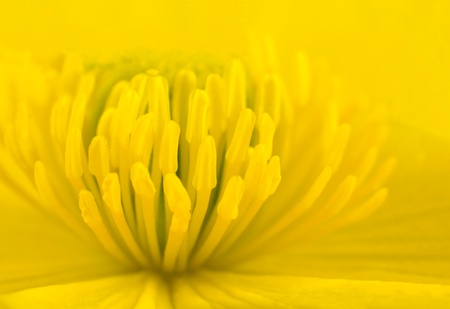Macro of Yellow Marsh Marigold Flower Center  Closeup of Pistils, Anther with Yellow Backgroundの写真素材