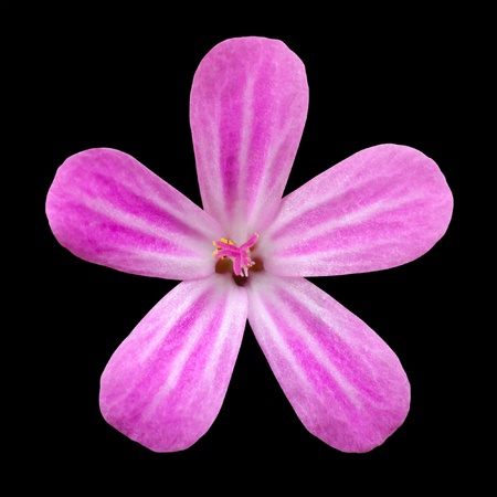 Pink Five Petal Flower Isolated on Black Background  Macro Close-upの写真素材
