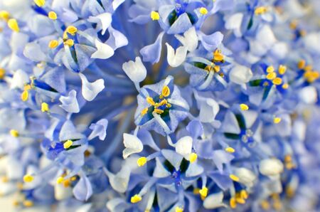 Ceanothus blue shrub flower full backgroundの写真素材