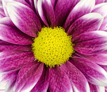 Purple Dahlia Flower with yellow center macro frameの写真素材