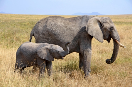 Baby Elephant with Mother Standing  in Dry Grass on Safari in Serengeti National Parkの写真素材