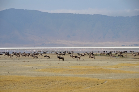 Ngorongoro Crater - herd of wildebeest and flamingos standing calmly at the bottom of the craterの写真素材