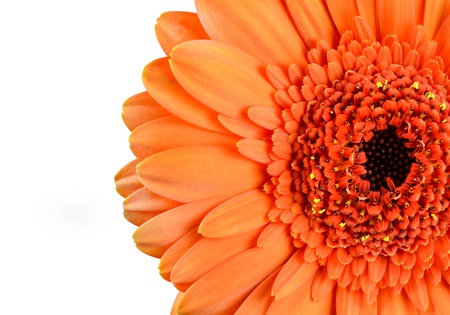 Orange Marigold Gerbera Flower Macro  Part of Flower is Isolated on White Backgroundの写真素材