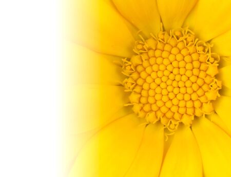 Macro of Yellow Daisy Flower with Gradient to White Backgroundの写真素材