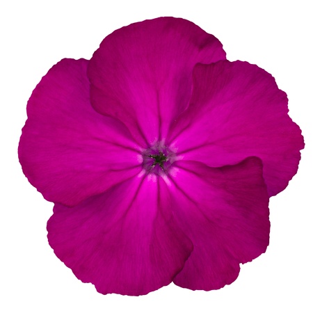 Macro of Purple Pinks Dianthus wild flower Isolated on white backgroundの写真素材