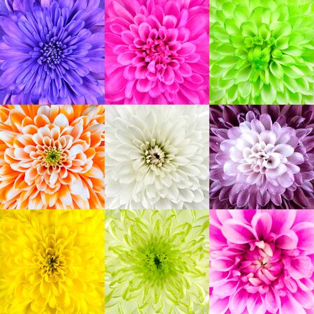 Collection of Nine Chrysanthemum Flower Macros  Nine Square Close-ups of Multi Colored Flowers  High Qualityの写真素材