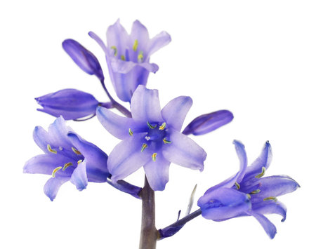 Tiny Cute Blue Bells Flower Isolated on White Backgroundの写真素材