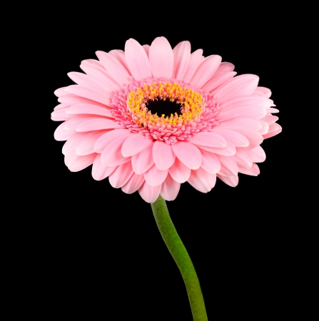 Pink Gerbera Flower with Green Stem Isolated on Black Backgroundの写真素材