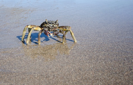 Closeup of Crab on a wet sandy beach with reflectionの写真素材