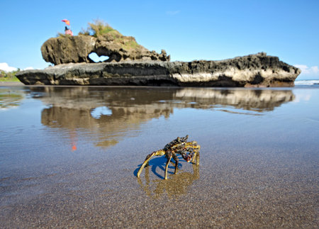 Crab on Yeh Gangga Beach with Massive sacred rock in the background on sunny day on Bali - Indonesiaの写真素材