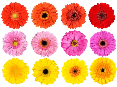 Big Collection of Fresh Orange, Red, Pink, Yellow and White Gerbera Flowers  Isolated on White Backgroundの写真素材