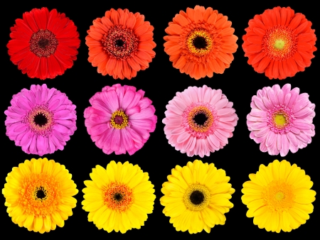 Big Collection of Fresh Orange, Red, Pink, Yellow and White Gerbera Flowers  Isolated on Black Backgroundの写真素材