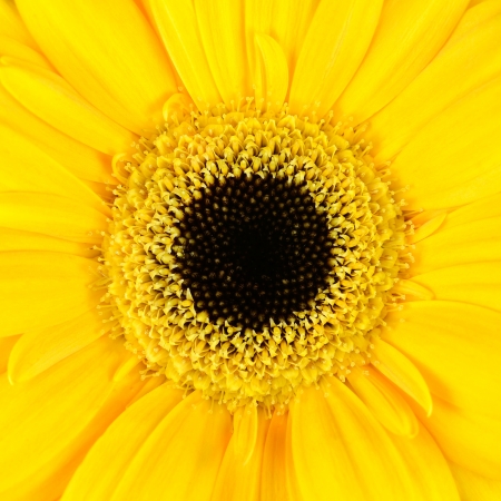 Square Macro of  Yellow Gerbera Flower   Macro Closeup on Flower head with Orange and Black Centerの写真素材