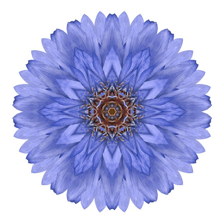 Blue Chrysanthemum Mandala Flower Kaleidoscope Isolated on White Backgroundの写真素材